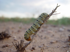 Euscirrhopterus gloveri