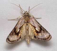 Chrysanympha formosa