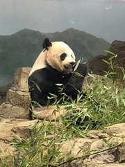 Ailuropoda melanoleuca