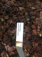 Indigofera pseudotinctoria