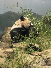 Ailuropoda melanoleuca