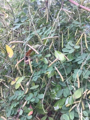 Indigofera pseudotinctoria