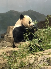 Ailuropoda melanoleuca