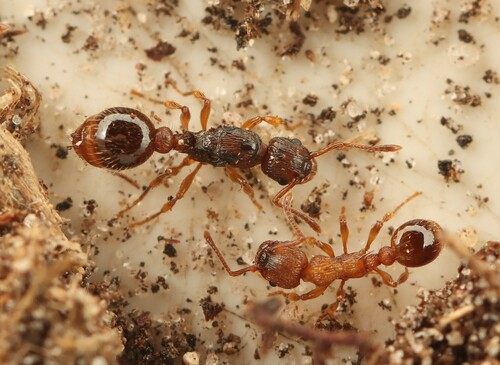 Myrmica hirsutaMyrmica hirsuta