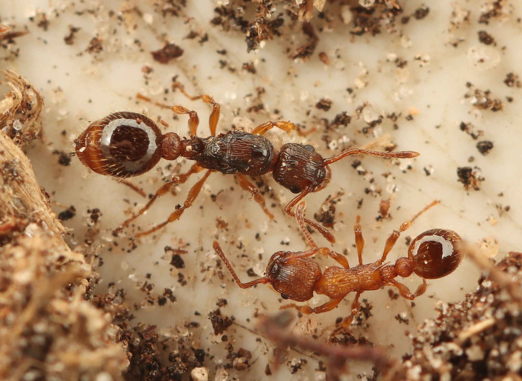 Myrmica hirsuta