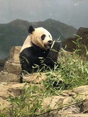 Ailuropoda melanoleuca