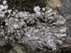 Punctelia stictica