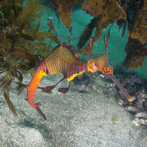 Weedy Seadragon, photo 3 of 9