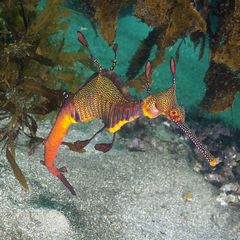 Phyllopteryx taeniolatus