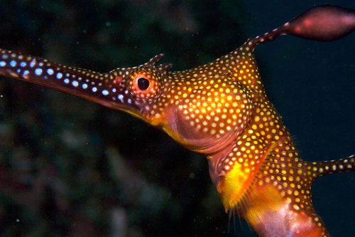 Weedy Seadragon, photo 7 of 9