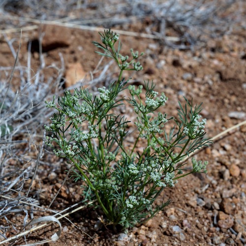 Image of Spermolepis lateriflora by (c) Andrew Tree, some rights reserved (CC BY)