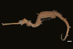 Ruby Seadragon photo 3