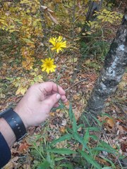 Hieracium tridentatum