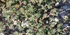 Frankenia pulverulenta