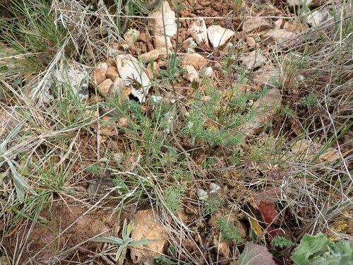 Southern shepherd's-needle (Scandix australis)