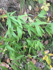 Dichanthelium latifolium