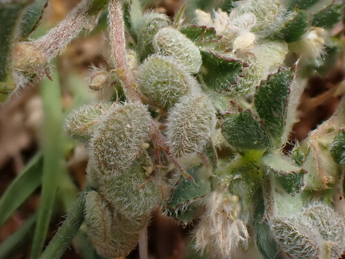 Image of Medicago secundiflora by (c) David Delon, some rights reserved (CC BY)