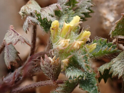 Image of Medicago secundiflora by (c) David Delon, some rights reserved (CC BY)