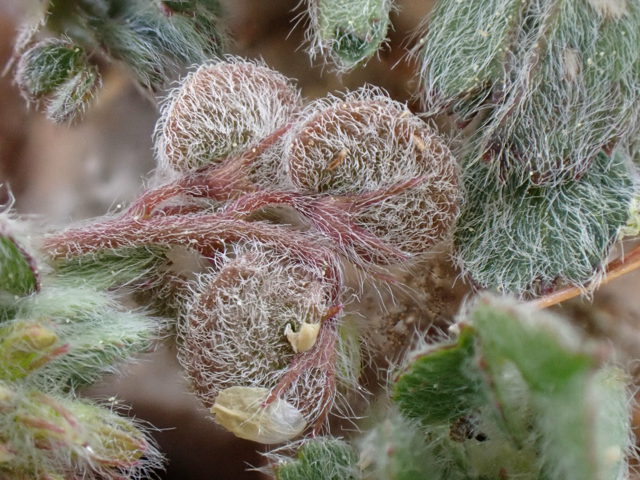 Medicago secundiflora