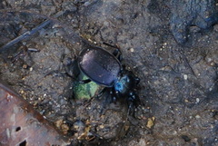 Sphaeroderus stenostomus