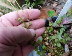 Epilobium rotundifolium