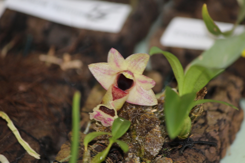 Dendrobium hekouense Z.J.Liu & L.J.Chen