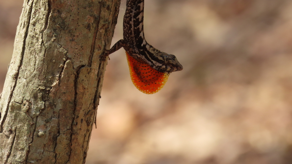 Gualaco Scaly Anole