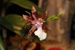 Miltonia clowesii