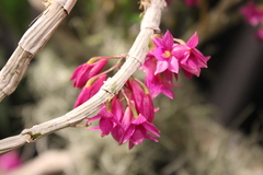 Dendrobium goldschmidtianum