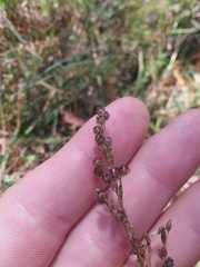 Anthenantia rufa