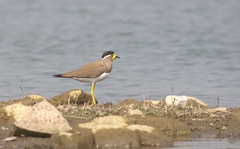 Vanellus malabaricus