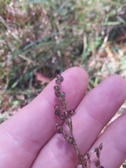 Anthenantia rufa
