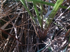 Anthenantia rufa