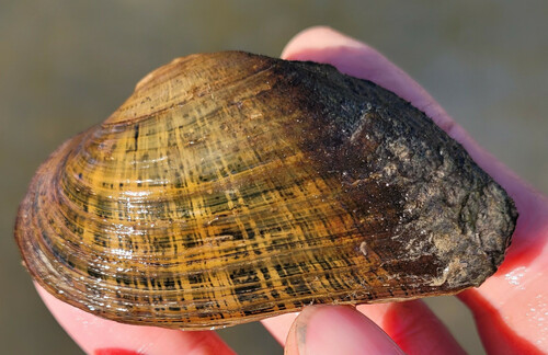 Alasmidonta marginata Say, 1818