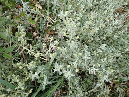 Mercurialis tomentosa (Mercurialis tomentosa)