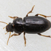 Harpalus pumilus - Photo (c) Peter Danter, some rights reserved (CC BY-ND), uploaded by Peter Danter
