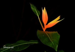 Heliconia aurantiaca