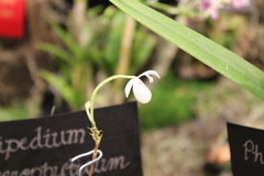 Mexipedium xerophyticum