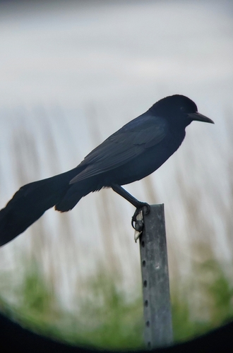 Boat-tailed Grackle (major)