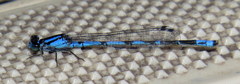 Enallagma laterale