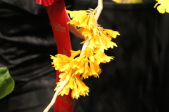 Dendrobium subclausum