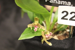 Kefersteinia parvilabris