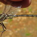 Dusky Clubtail - Photo (c) Nick Block, some rights reserved (CC BY), uploaded by Nick Block