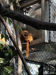 Leontopithecus rosalia