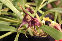 Masdevallia civilis