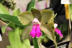 Cattleya bicolor