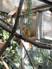 Leontopithecus rosalia