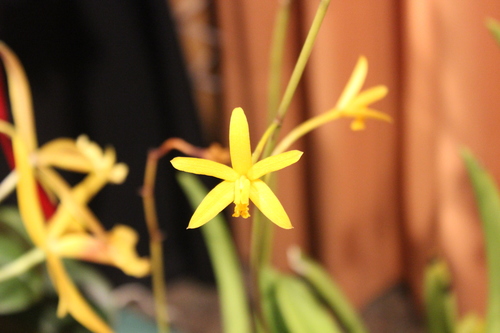 Gloedeniana Cattleya