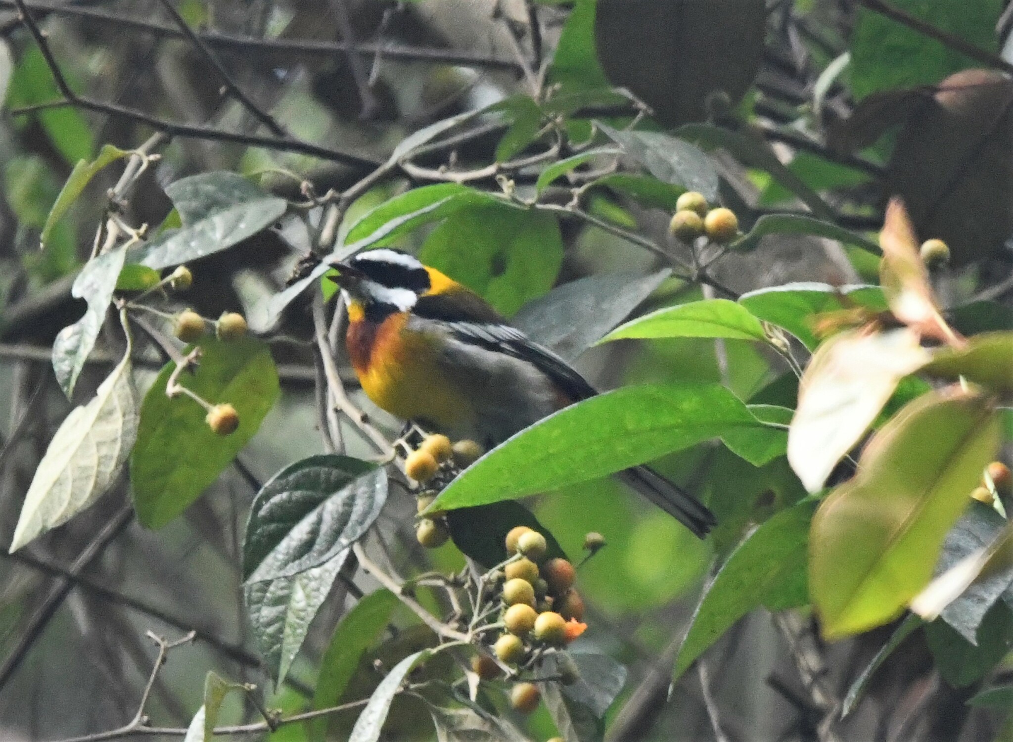Hispaniolan Spindalis (Spindalis dominicensis), photo 10