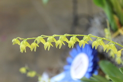Pleurothallis quadrifida